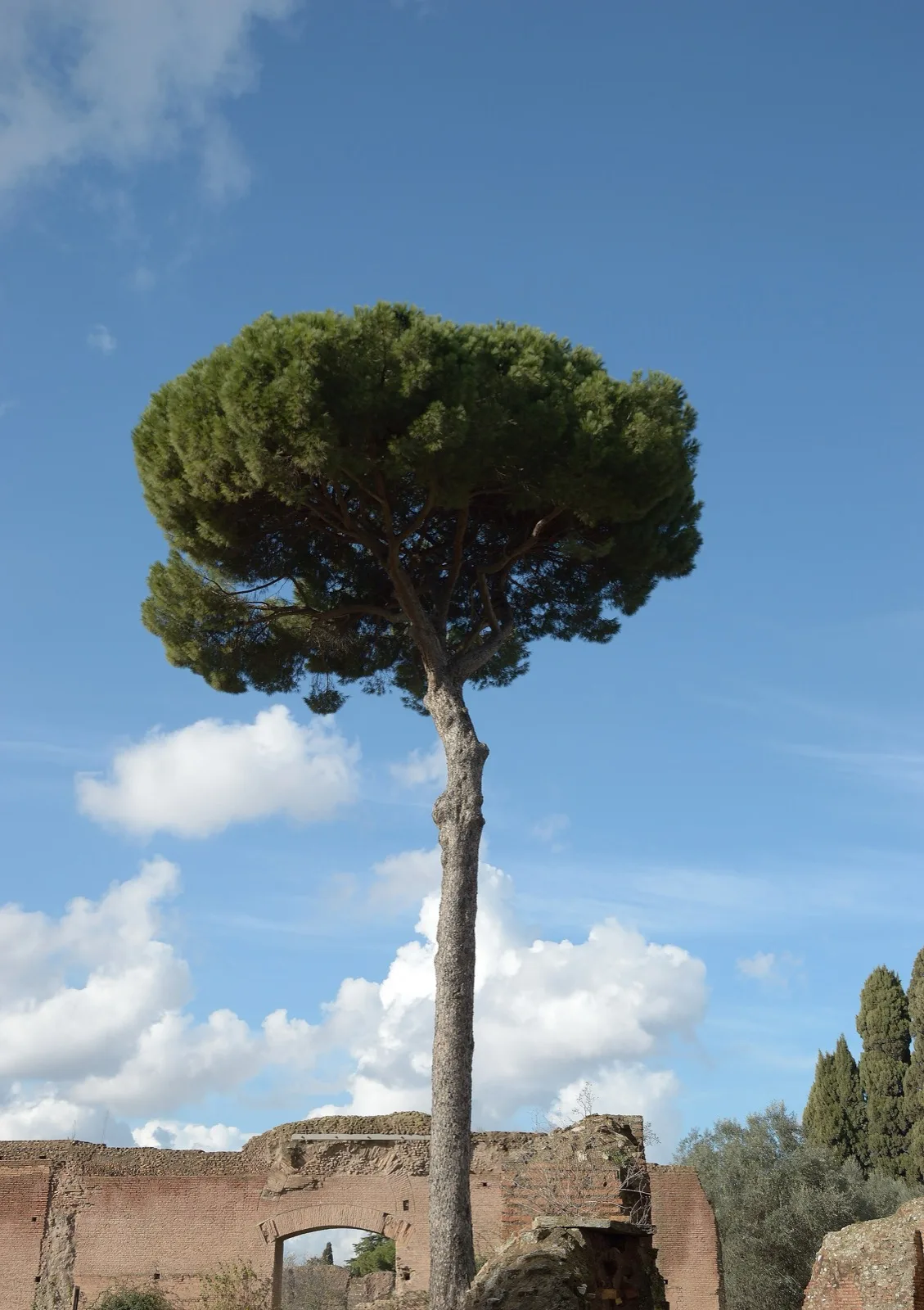 Remains of the imperial palaces on the Palatine hill, above the Roman Forum